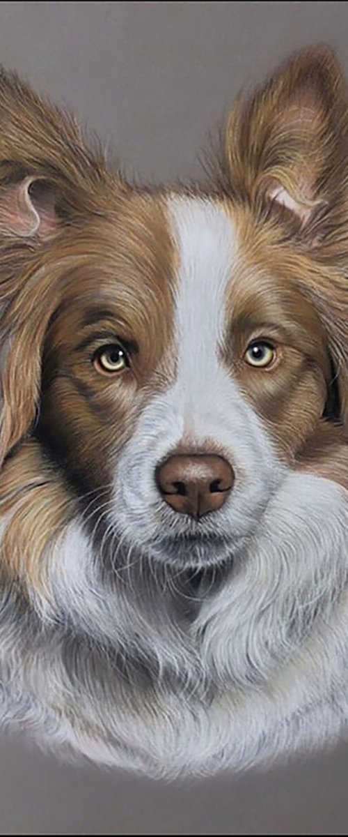 Collie Portrait by Clare Parkes