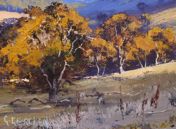 Gum trees in Summer Australian Landscape