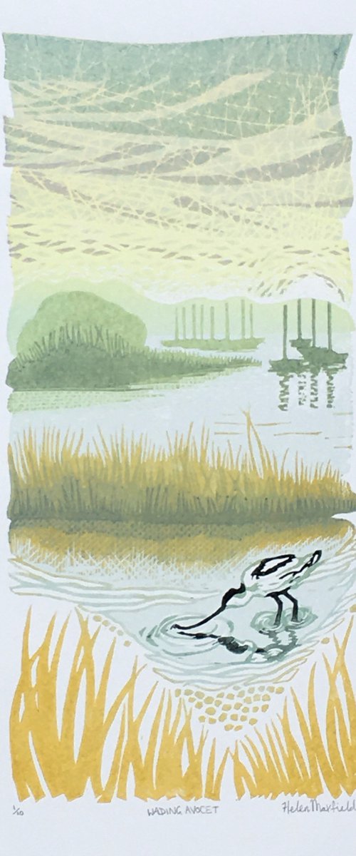 Wading Avocet by Helen Maxfield