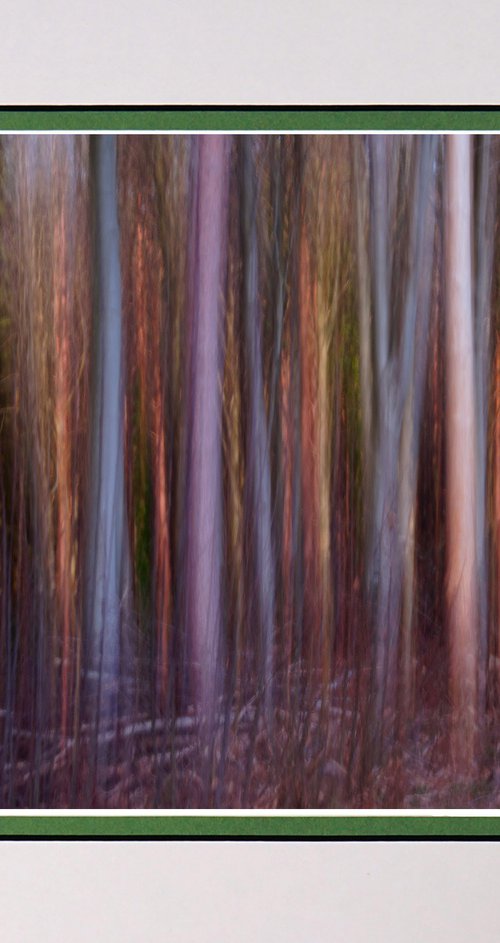 Deep in the Forest 1  ICM by Robin Clarke