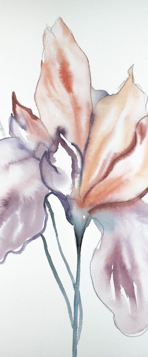 Iris No. 80 by Elizabeth Becker