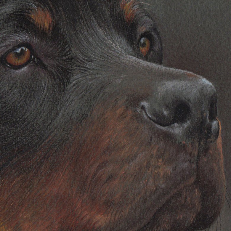 Pastel Portrait Of Rottweiler Dog 30x21 Cm Pastel Drawing By Olga