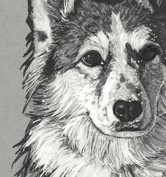 Corgi dog ink drawing