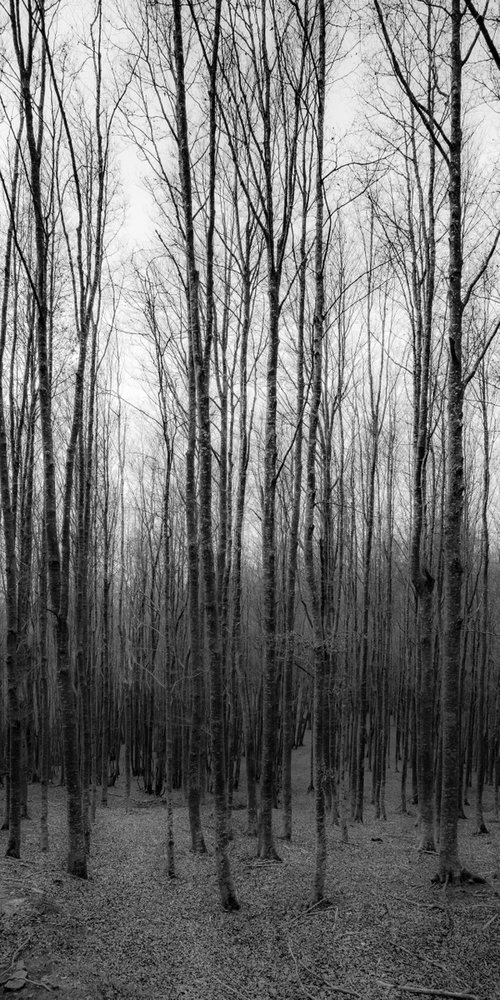 The wood #2 by Giuseppe Simone Aielli