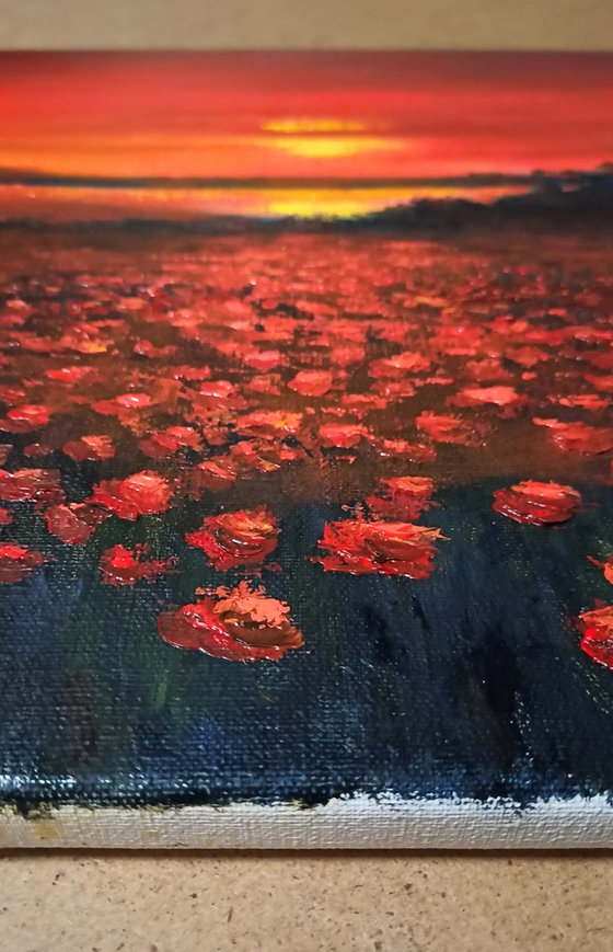 Poppy field at sunset