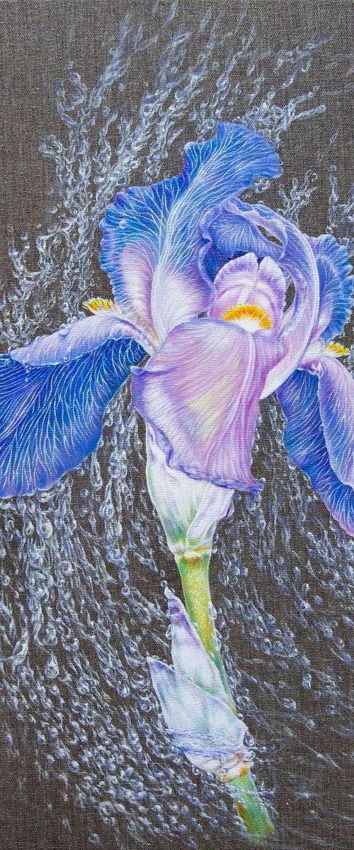 "Iris in Rain Pearls" by Anastasia Woron