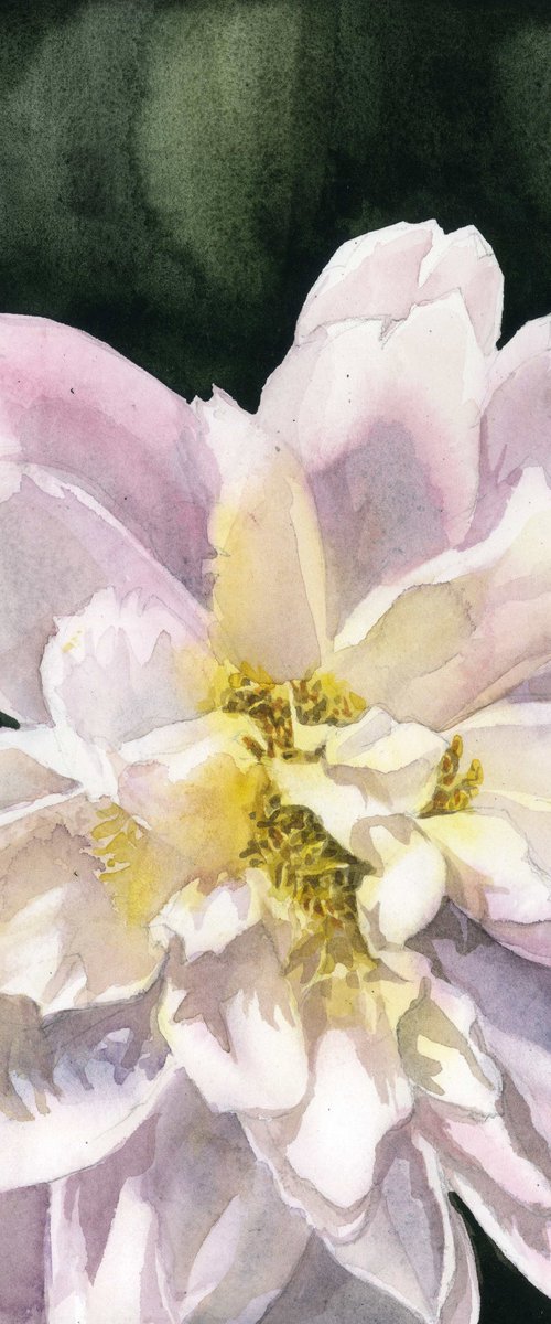 soft in pink watercolor floral by Alfred  Ng
