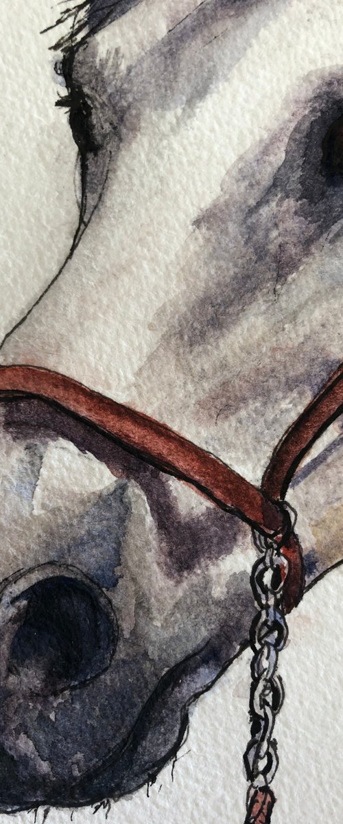 Horse Head by Margaret Riordan