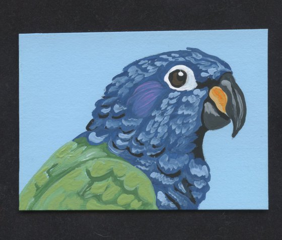 ACEO ATC Original Miniature Painting Pionus Parrot Pet Bird Art-Carla Smale