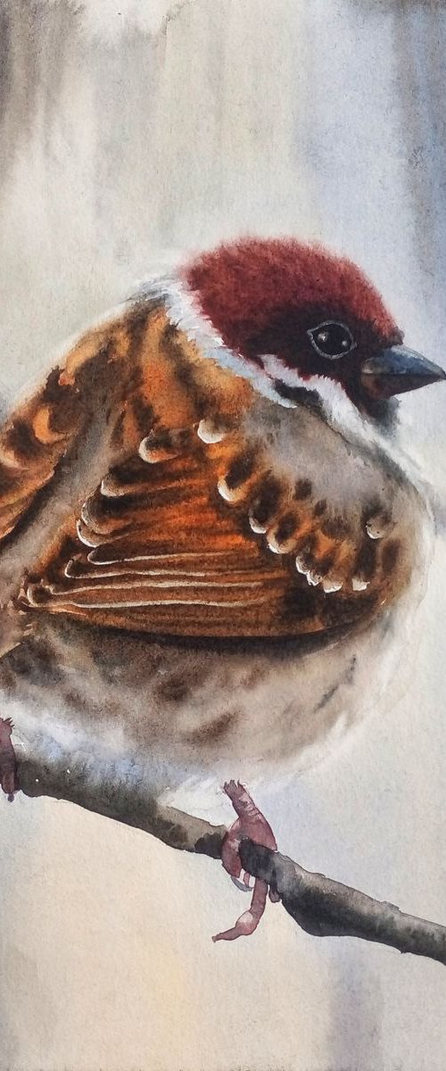 SPARROW Bird  Watercolor Sparr by Olga Beliaeva Watercolour