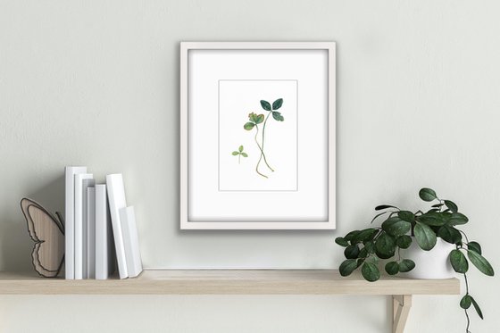 Clover. A leaf composition with a beautiful story.