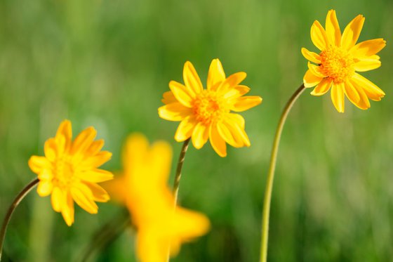 Happy Together