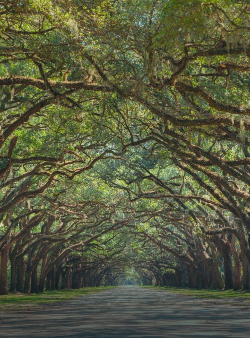 LIVE OAK ALLEY by Harv Greenberg