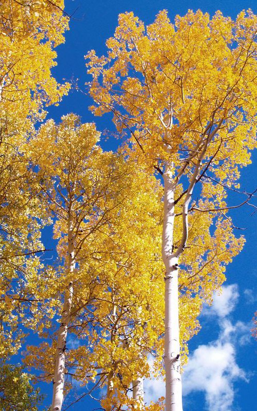 Golden Aspens by Alex Cassels