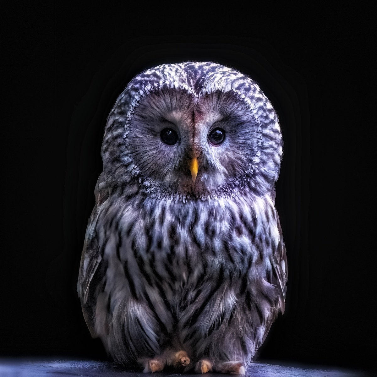 Animal Photograph By Paul Nash, 24 X 24", Ural Owl Sitting On A Ledge, Original Artwork