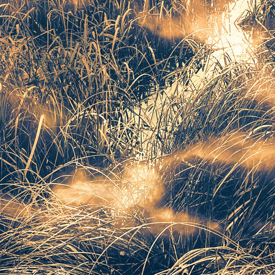 Golden twilight.