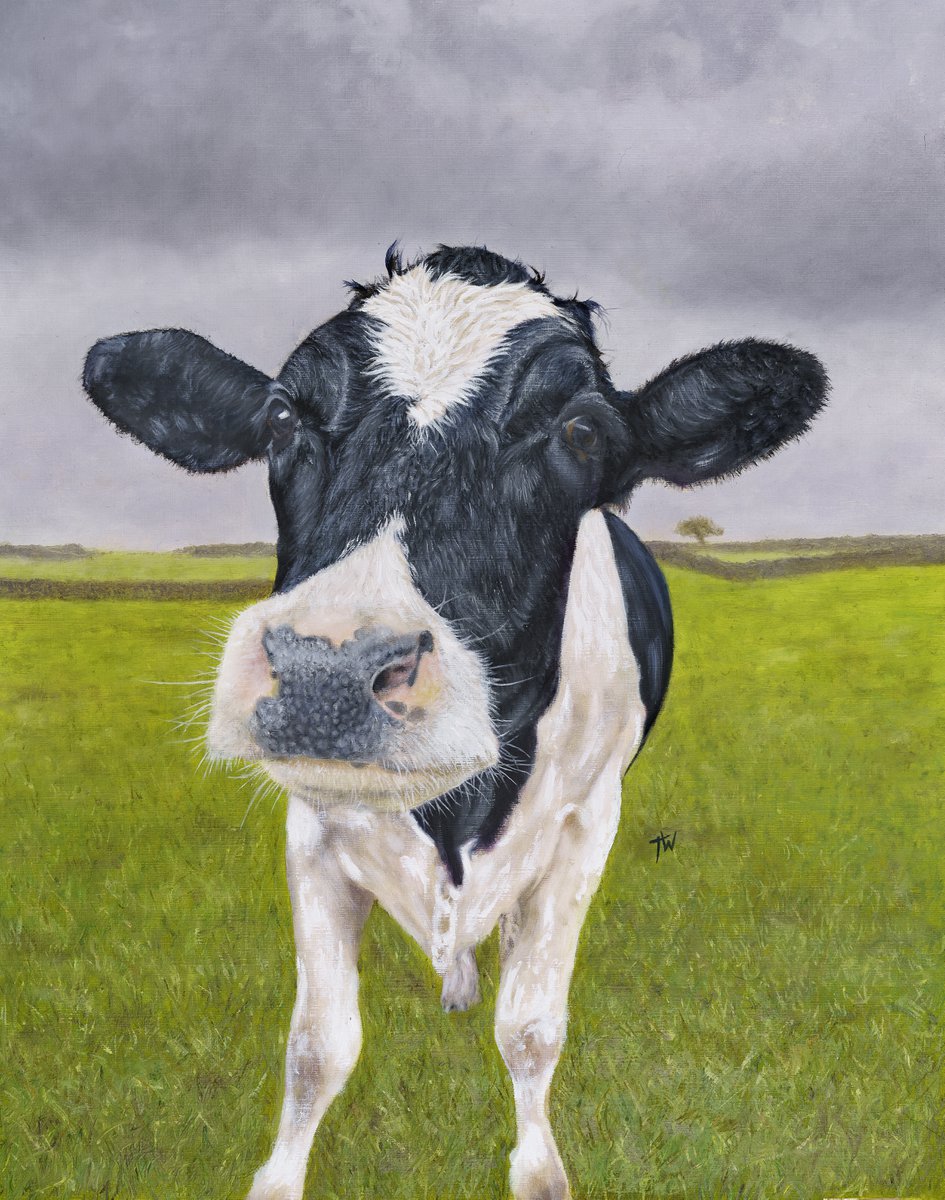 Nosey cow by Tracey Walker