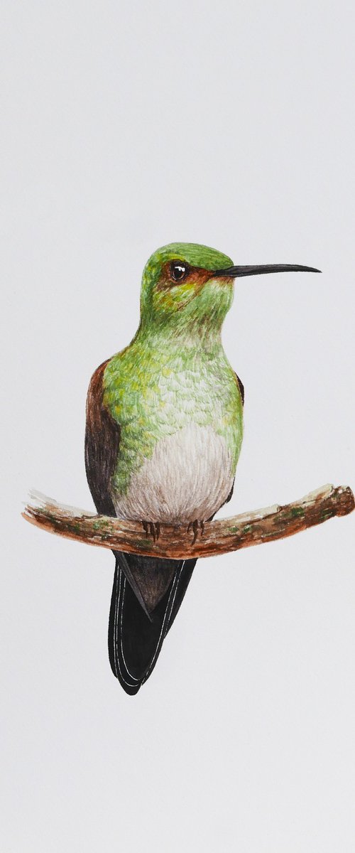 Hummingbird on a branch by Karina Danylchuk