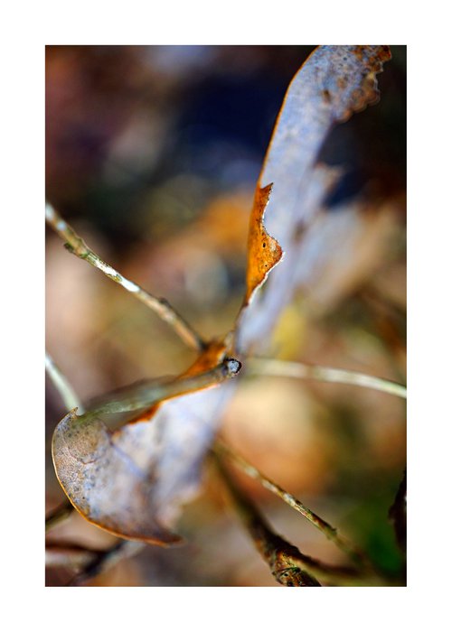 Abstract Leaf 13 by Richard Vloemans