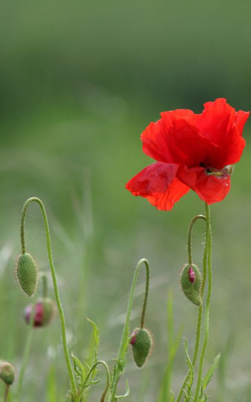 New poppies by Sonja  Čvorović