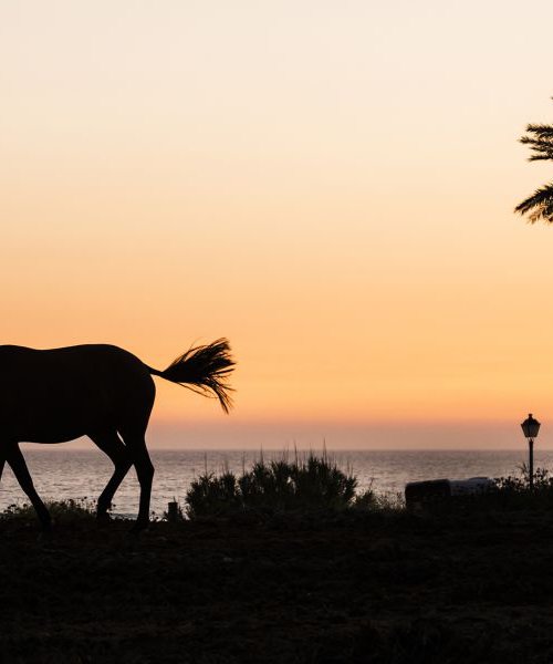 ZAHARA HORSE 1. by Andrew Lever