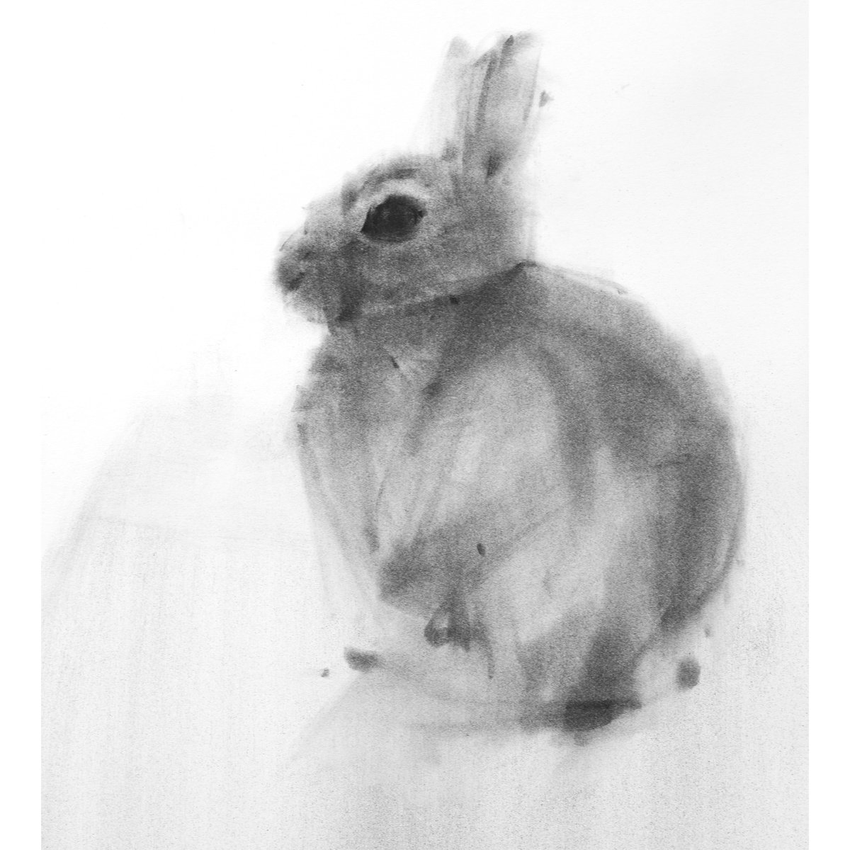 rabbit 2023 1 by Tianyin Wang