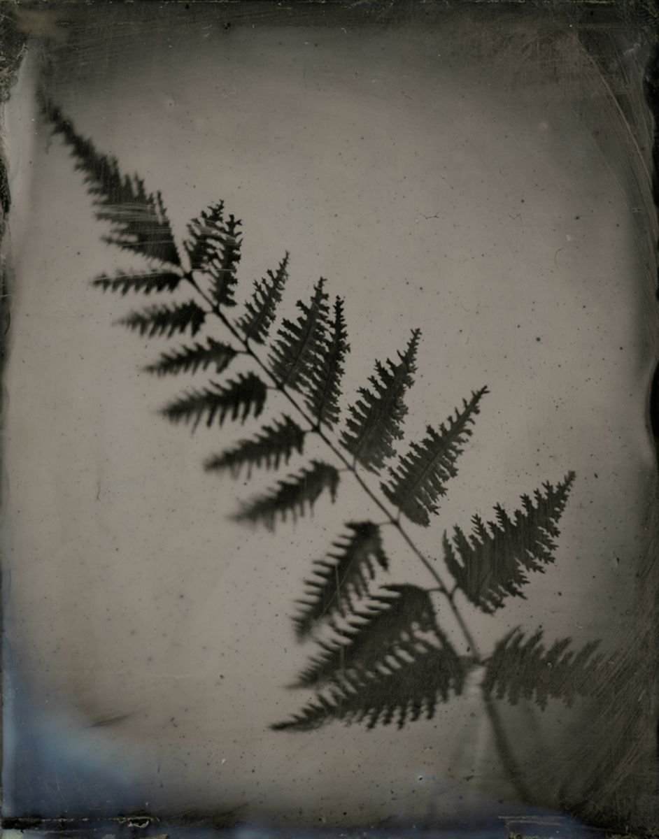 Photorealistic Botanical Photograph By Nicolas Laborie, 8 X 10", Fern I, Original Artwork