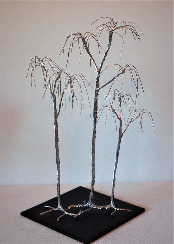 Silver tree, 3 willows