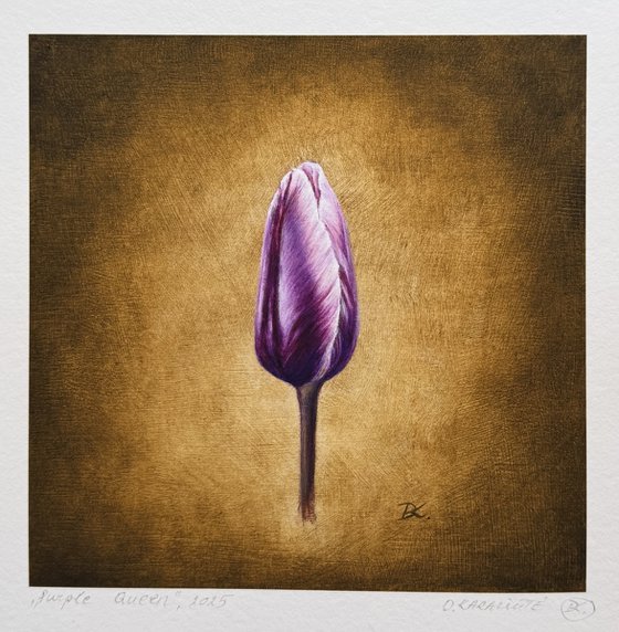 Purple tulip