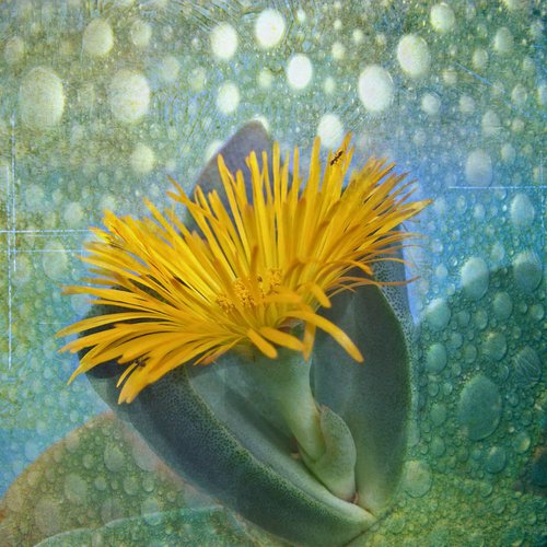 Split Rock Cactus by Greg Dyro