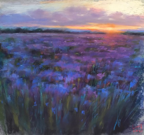 Iris field at sunset