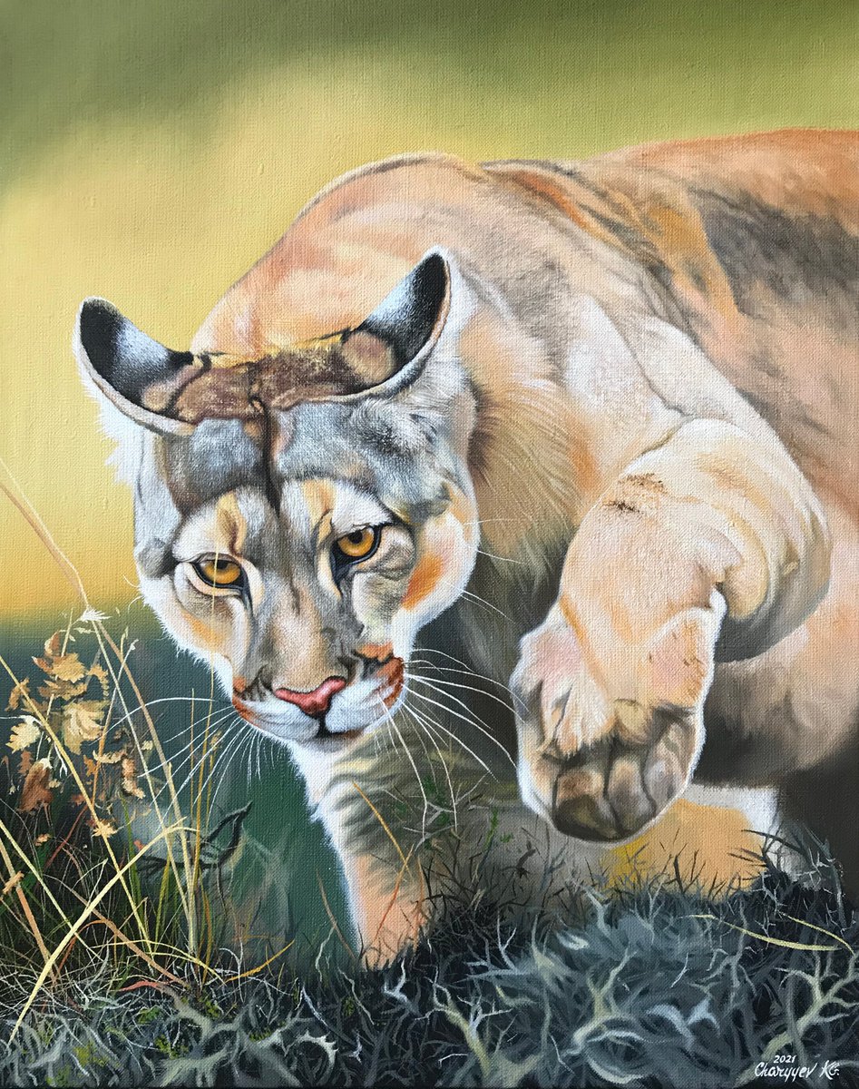 Puma by Kakajan Charyyev