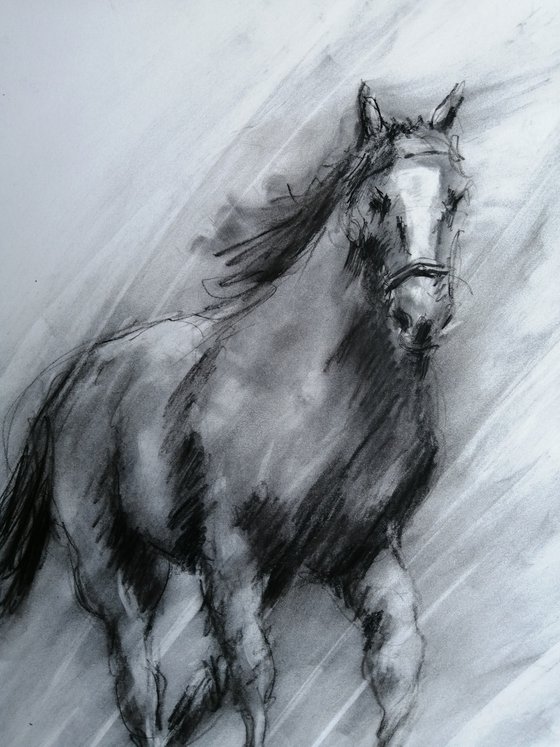 horses 22