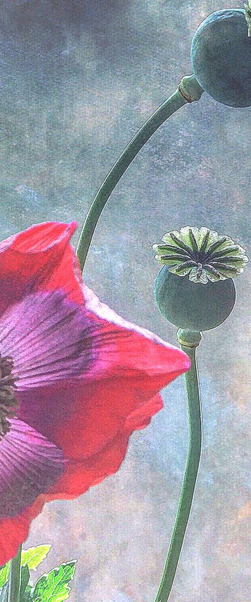 GARDEN POPPY by SARAH PARSONS