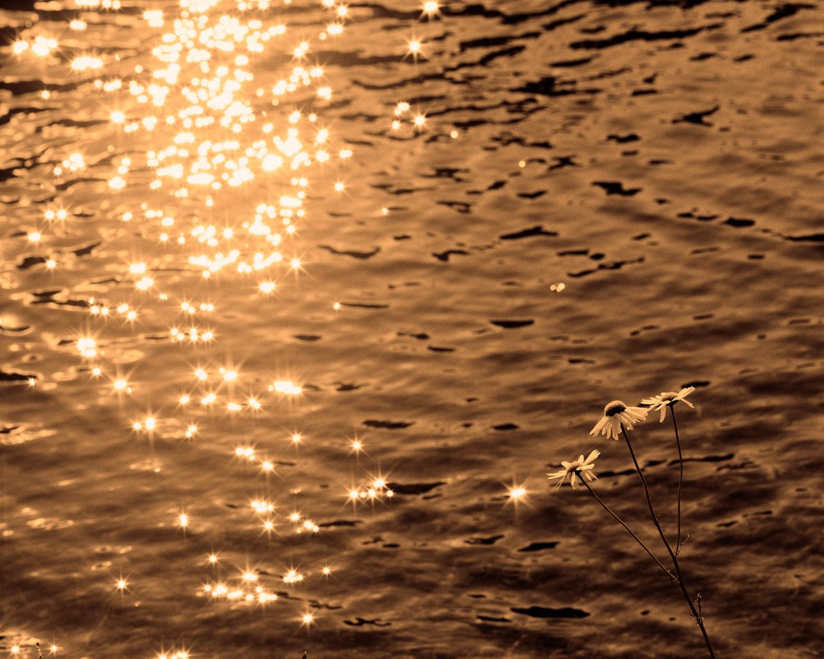 ?hamomile & stars in the lake by Dmitriy Gnatko