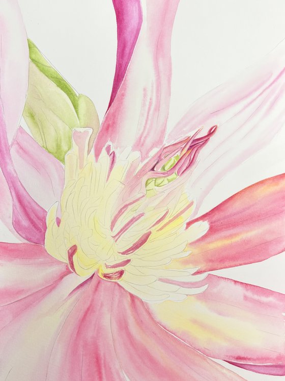 Magnolia flower