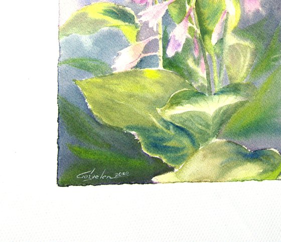 Lilac hosta