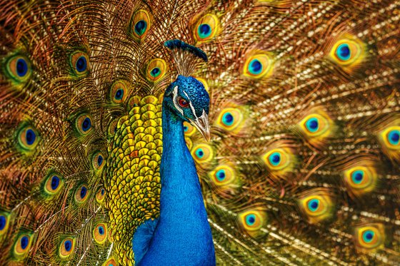 Peacock