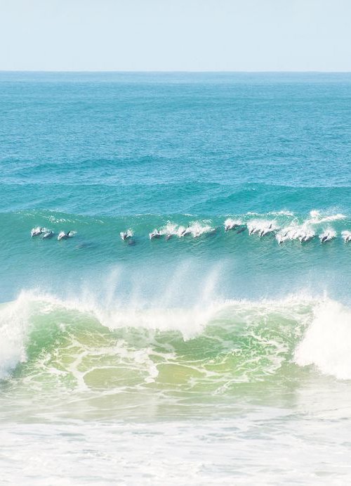 DOLPHIN SURFERS by Andrew Lever