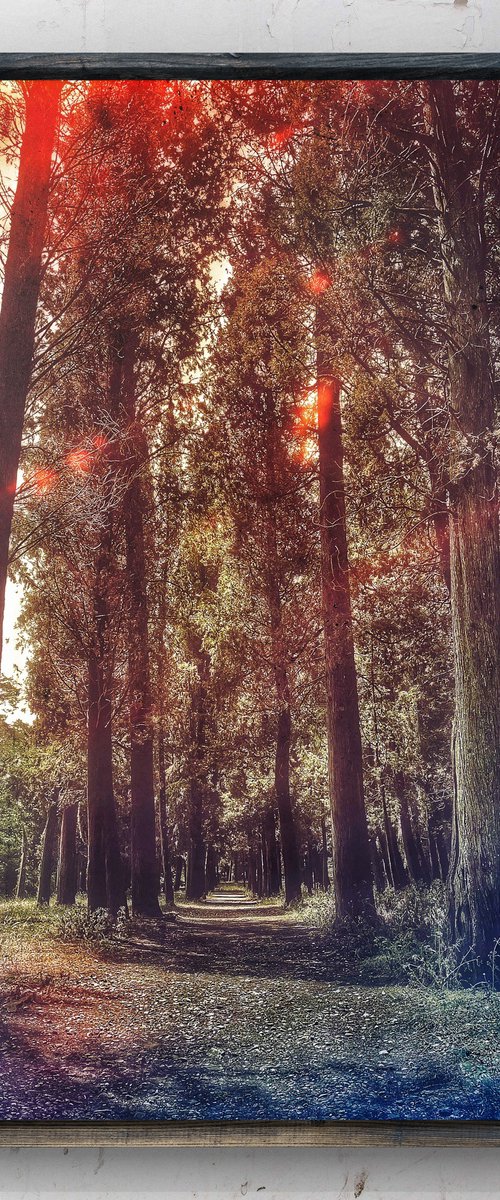 Cypress forest by Mattia Paoli