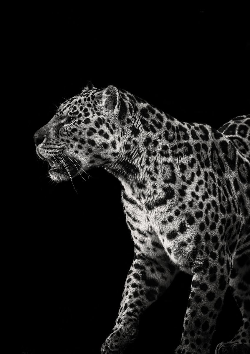 Photorealistic Photograph , Jaguar By Paul Nash, 16 X 24, Artwork For Sale On Artfinder