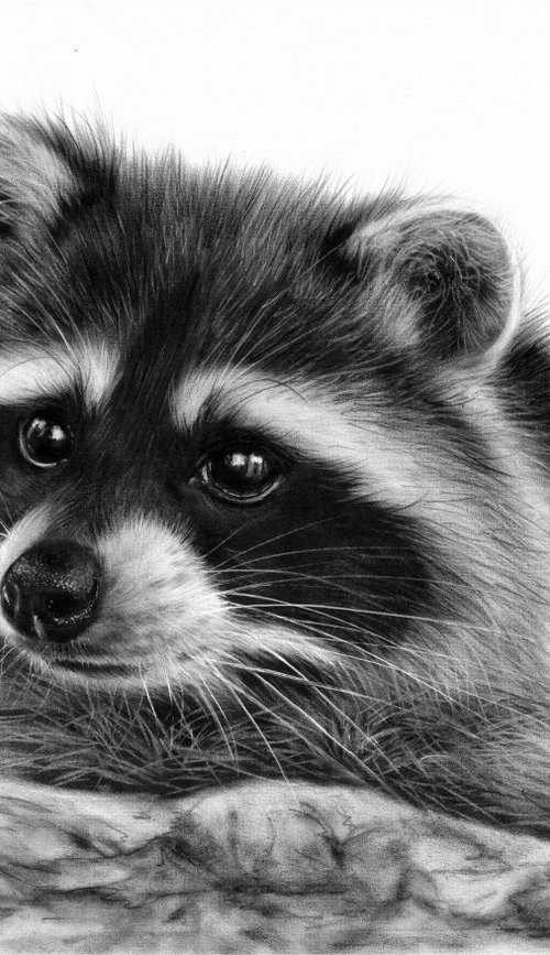 Raccoon by Danguole Serstinskaja