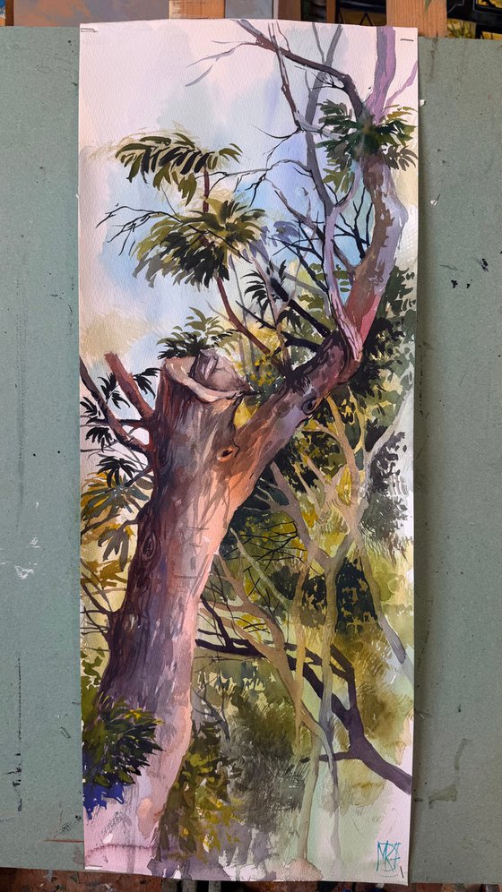 Light Between Branches