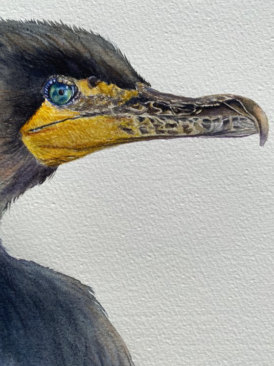 Great cormorant, bird portrait