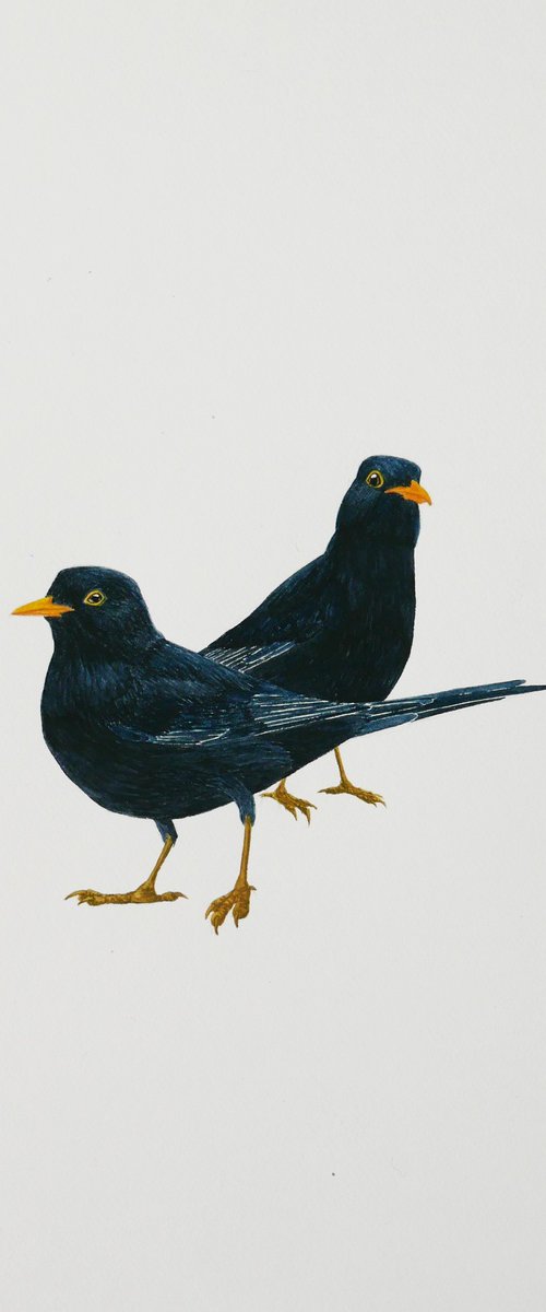 Blackbirds couple by Karina Danylchuk