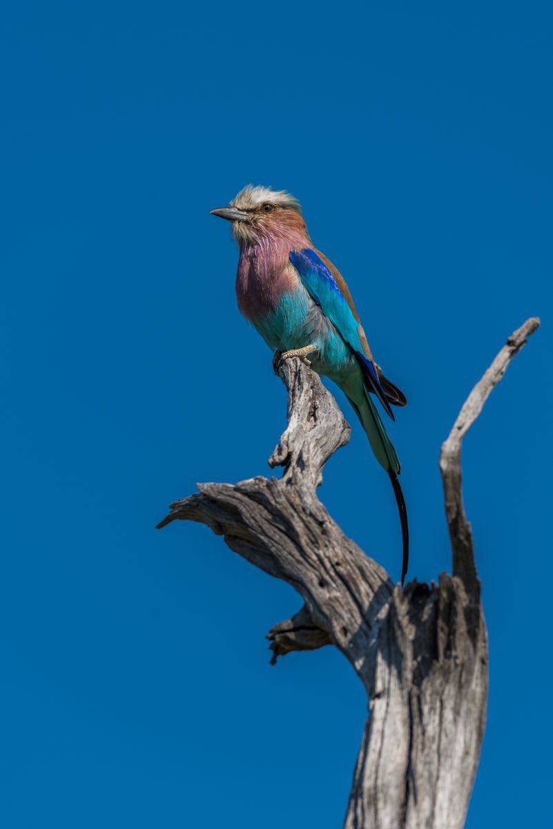 Photorealistic Animal Photograph By Nick Dale, 26 X 33", Am I Blue?, Original Artwork