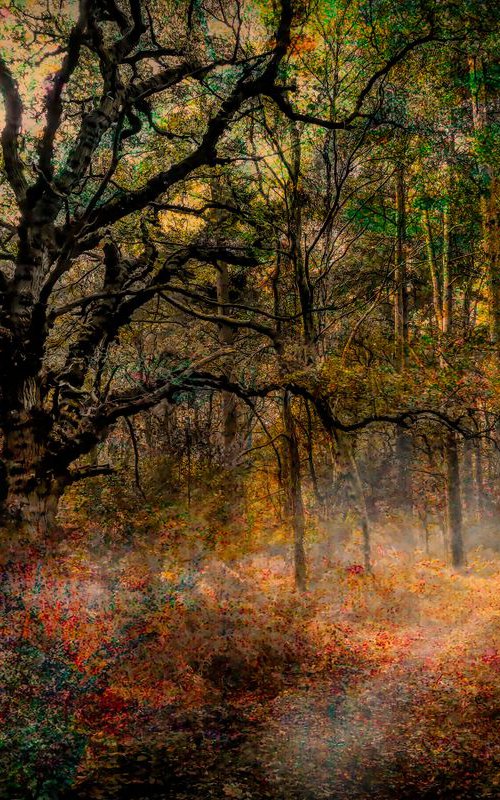 The Enchanted Forest by Martin  Fry