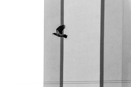 Minimalist crow (from the "Birds" set) by Adam Mazek