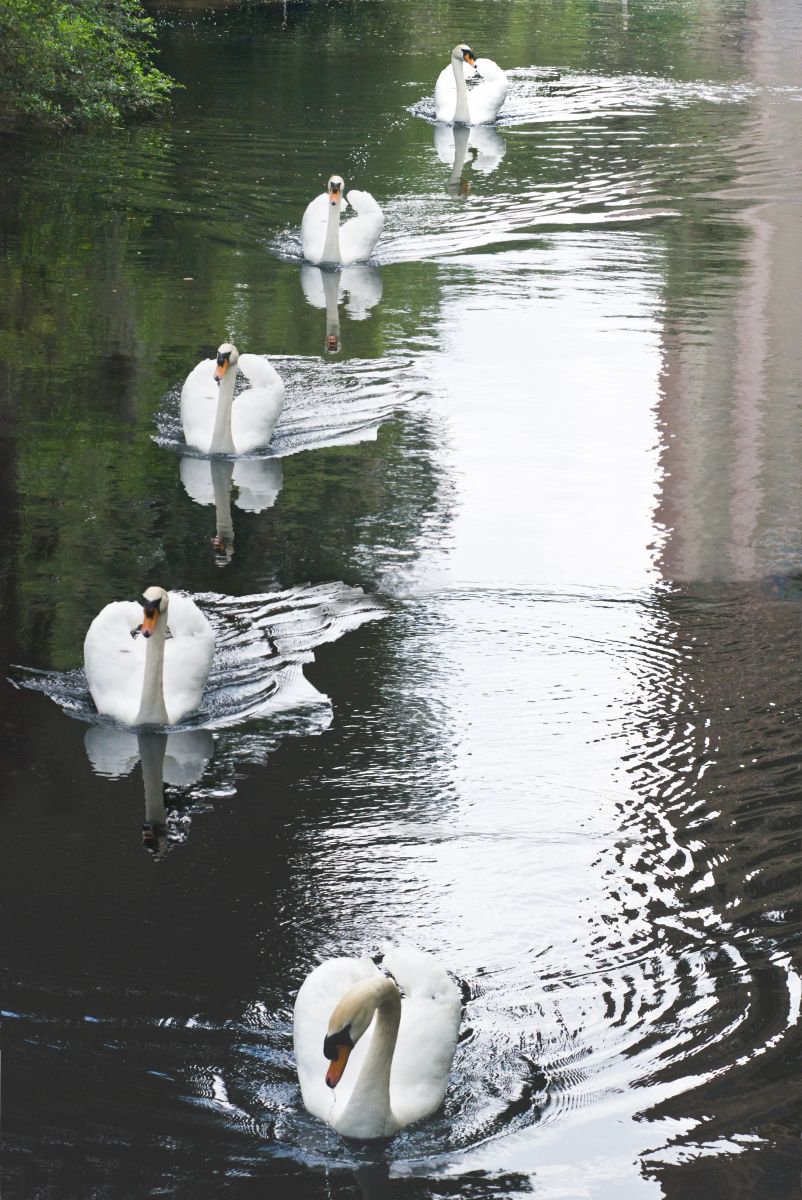 Swans by Eugene Norris