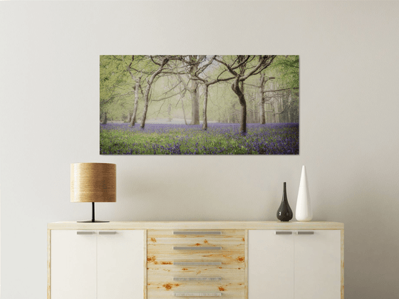 Bluebell Woodland